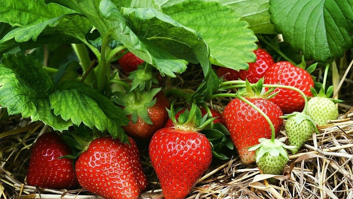 Top 8 Loại Củ Quả Tốt Cho Người Tiểu Đường
