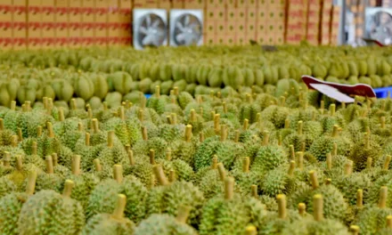 Sầu Riêng Việt Nam Bứt Phá Doanh Thu Chỉ Trong 2 Tháng