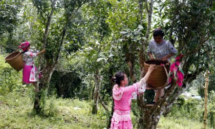 Top 10 Đặc Sản Tuyên Quang hấp dẫn bạn không nên bỏ lỡ khi đến Tuyên Quang