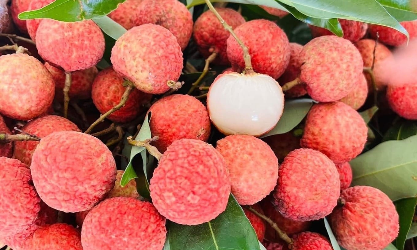 Lùng mua vải thiều cuối vụ bất chấp giá cao