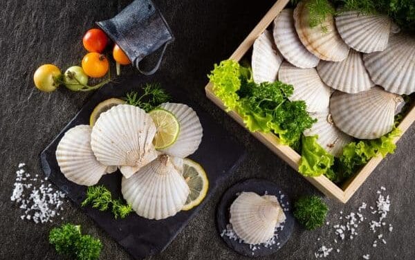 Sò Điệp Là Gì? Khám Phá Đặc Sản Biển Độc Đáo Bổ Dưỡng