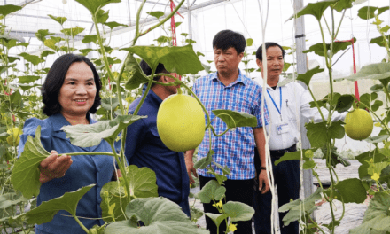 Ba Giải Pháp Hạn Chế Tình Trạng “Bẻ Kèo” Trong Liên Kết Doanh Nghiệp – Nông Dân