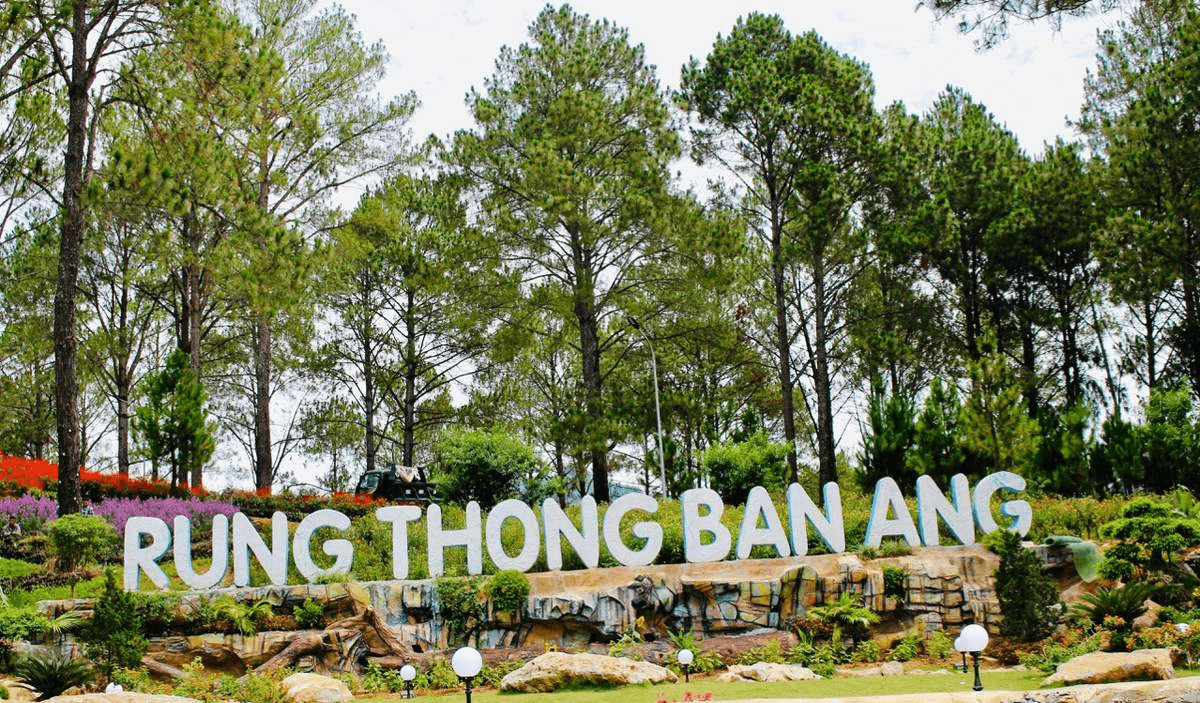 Rừng thông Bản Áng: Vẻ đẹp hoang sơ vùng núi rừng Tây Bắc