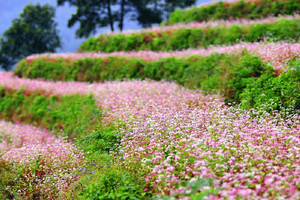 Du Lịch Hà Giang Mùa Nào Đẹp Nhất? 5 Thời Điểm Không Thể Bỏ Qua! Du Lịch Hà Giang Mùa Nào Đẹp Nhất? 5 Thời Điểm Không Thể Bỏ Qua!