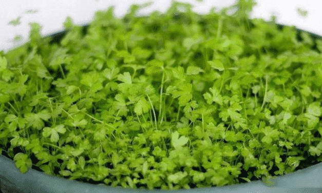 2 loại rau thơm bổ dưỡng “siêu sạch”, gần như không thuốc trừ sâu, bán đầy chợ Việt