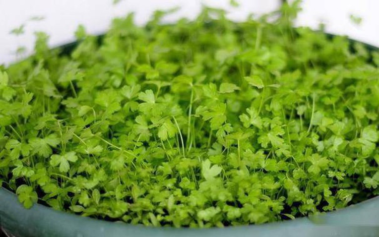 2 loại rau thơm bổ dưỡng "siêu sạch", gần như không thuốc trừ sâu, bán đầy chợ Việt 2 loại rau thơm bổ dưỡng "siêu sạch", gần như không thuốc trừ sâu, bán đầy chợ Việt