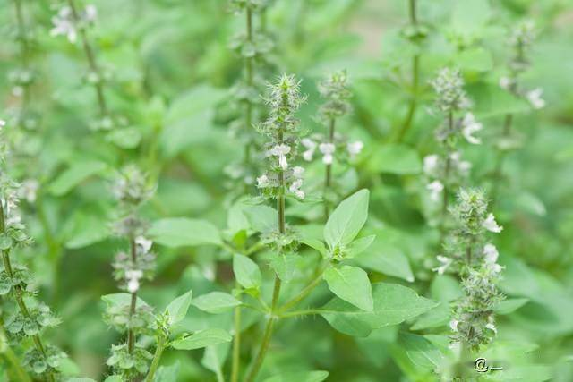 2 loại rau thơm bổ dưỡng "siêu sạch", gần như không thuốc trừ sâu, bán đầy chợ Việt 2 loại rau thơm bổ dưỡng "siêu sạch", gần như không thuốc trừ sâu, bán đầy chợ Việt