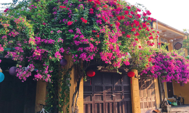 Top 9 loại cây trồng trước nhà hợp phong thủy hút tài lộc, vượng khí cho gia chủ