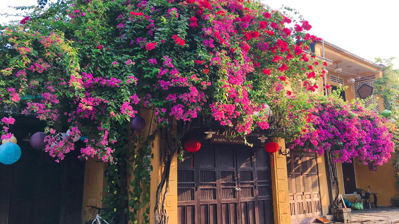 Top 9 loại cây trồng trước nhà hợp phong thủy hút tài lộc, vượng khí cho gia chủ Top 9 loại cây trồng trước nhà hợp phong thủy hút tài lộc, vượng khí cho gia chủ
