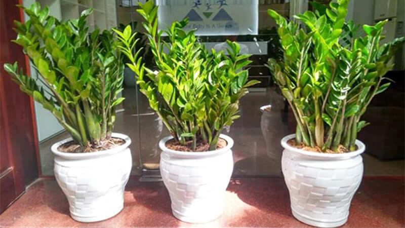Top 9 loại cây trồng trước nhà hợp phong thủy hút tài lộc, vượng khí cho gia chủ Top 9 loại cây trồng trước nhà hợp phong thủy hút tài lộc, vượng khí cho gia chủ