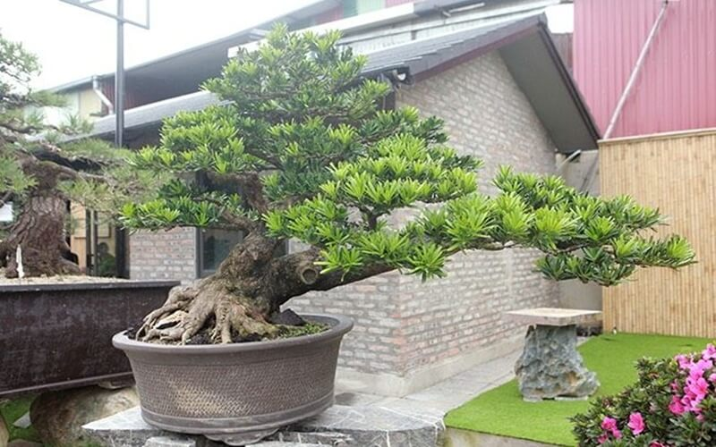 Top 9 loại cây trồng trước nhà hợp phong thủy hút tài lộc, vượng khí cho gia chủ Top 9 loại cây trồng trước nhà hợp phong thủy hút tài lộc, vượng khí cho gia chủ