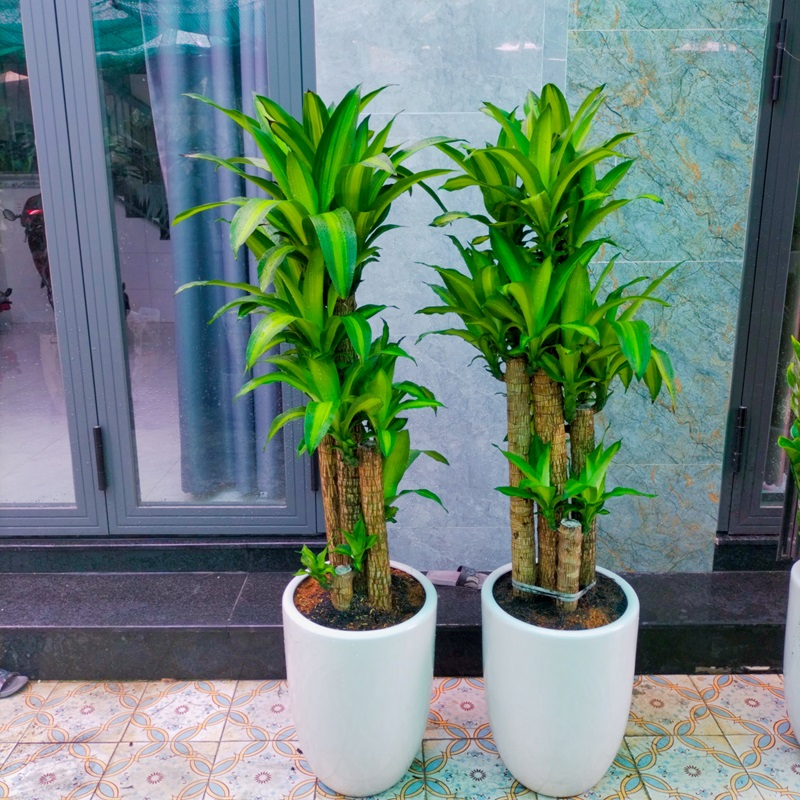 Top 9 loại cây trồng trước nhà hợp phong thủy hút tài lộc, vượng khí cho gia chủ Top 9 loại cây trồng trước nhà hợp phong thủy hút tài lộc, vượng khí cho gia chủ