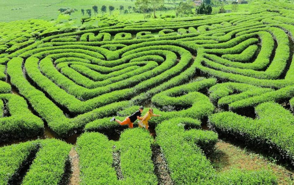 5 Nơi Trốn Nóng Tuyệt Vời Giữa Thiên Nhiên Mùa Hè Này? 4. Mộc Châu - Sơn La: Thung lũng xanh mướt và đồi chè bạt ngàn