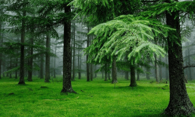 Đà Nẵng 2025: 6 Điểm Đến Bí Ẩn Bạn Chưa Từng Biết