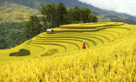 Săn Lúa Mùa Vàng: Hướng Dẫn Du Lịch Miền Núi Phía Bắc 2025