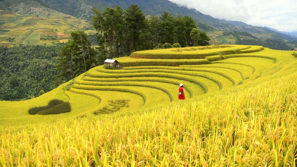 Săn Lúa Mùa Vàng: Hướng Dẫn Du Lịch Miền Núi Phía Bắc 2025