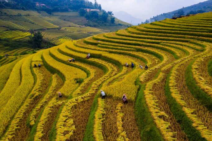Săn Quả Mùa Lúa Chín Miền Bắc 2025: Hướng Dẫn & Kinh Nghiệm Săn Quả Mùa Lúa Chín Miền Bắc 2025: Hướng Dẫn & Kinh Nghiệm