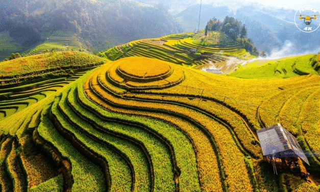 Săn Quả Mùa Lúa Chín Miền Bắc 2025: Hướng Dẫn & Kinh Nghiệm