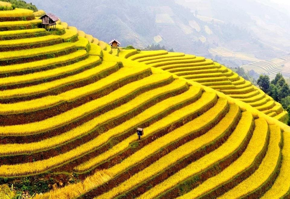 Săn Quả Mùa Lúa Chín Miền Bắc 2025: Hướng Dẫn & Kinh Nghiệm Săn Quả Mùa Lúa Chín Miền Bắc 2025: Hướng Dẫn & Kinh Nghiệm