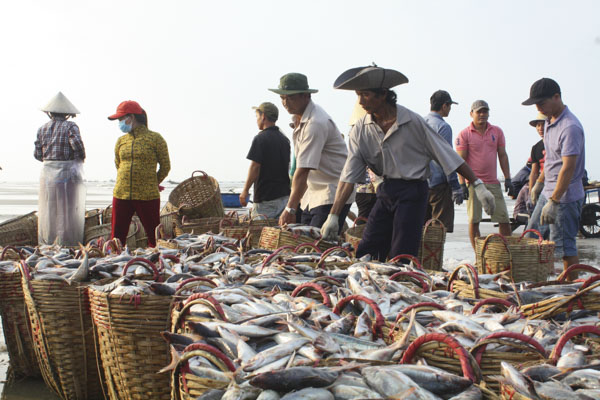 Cá trích mùa hè: Bí quyết làm món ngon đậm đà hương vị quê nhà Hương Vị Quê Hương: Món Cá Trích Nướng Than và Kho Tỏi Ớt - Gợi Lên Ký Ức Tuổi Thơ.1