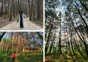 Bí ẩn đồi thông Tả Lèng Lai Châu: Ai đã 'phù phép' biến nơi đây thành tuyệt tác thiên nhiên? Bí ẩn đồi thông Tả Lèng Lai Châu: Ai đã 'phù phép' biến nơi đây thành tuyệt tác thiên nhiên?