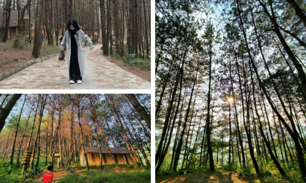 Bí ẩn đồi thông Tả Lèng Lai Châu: Ai đã ‘vẽ’ nên tuyệt tác đẹp đến nao lòng này?