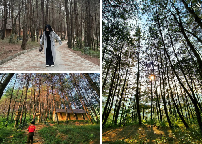 Bí ẩn đồi thông Tả Lèng Lai Châu: Ai đã ‘vẽ’ nên tuyệt tác đẹp đến nao lòng này?