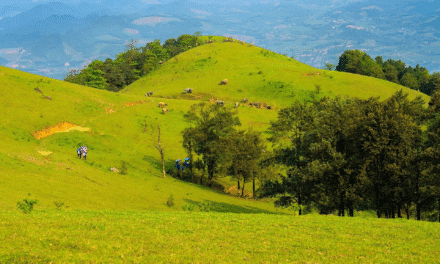 Chinh Phục Núi Pù Xèo Thường Xuân Thanh Hoá: Nơi Đất Trời Ôm Trọn Tâm Hồn Bạn!