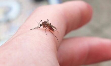 Muỗi Iceland lần đầu xuất hiện sau hàng triệu năm vắng bóng