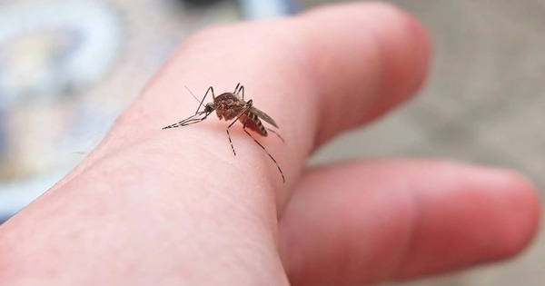 Muỗi Iceland lần đầu xuất hiện sau hàng triệu năm vắng bóng