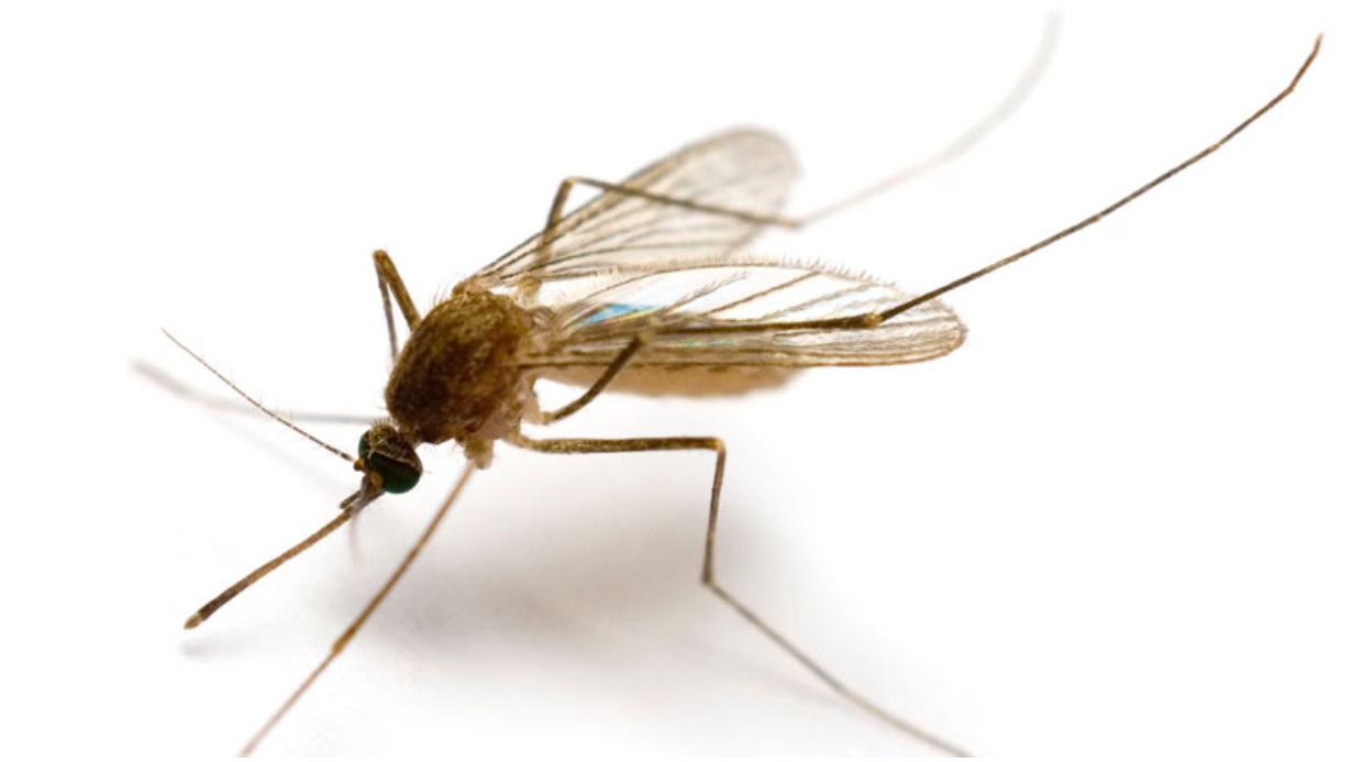 muoi-iceland-lan-dau-xuat-hien-sau-hang-trieu-nam-vang-bong-1