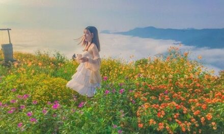 Hoà Bình mùa lúa chín tháng 11 – vẻ đẹp mùa vàng Tây Bắc