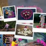 Hoa súng miền Tây nở rộ: Trải nghiệm vẻ đẹp bình dị vùng sông nước