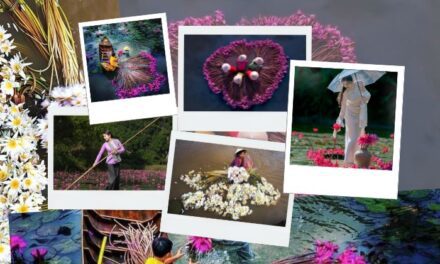 Hoa súng miền Tây nở rộ: Trải nghiệm vẻ đẹp bình dị vùng sông nước