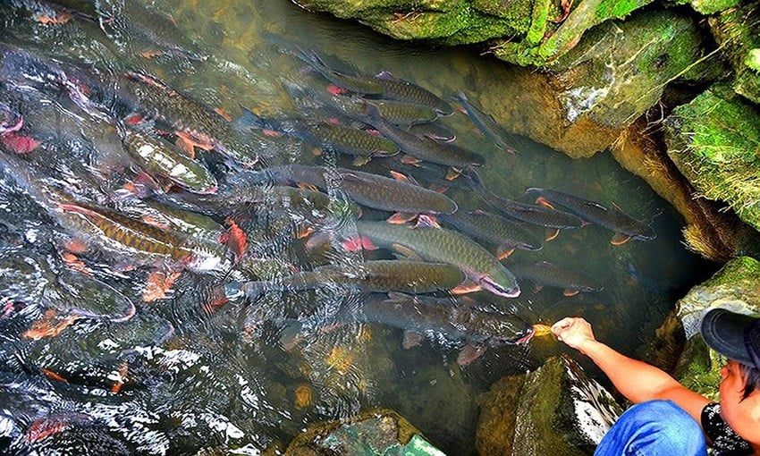 3. Suối Cá Thần Cẩm Lương – Huyền Thoại Giữa Đại Ngàn