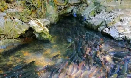 Suối cá thần Thanh Hóa – Bí ẩn hồ cá thiêng giữa núi rừng