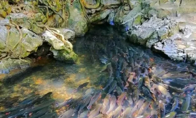 Suối cá thần Thanh Hóa – Bí ẩn hồ cá thiêng giữa núi rừng