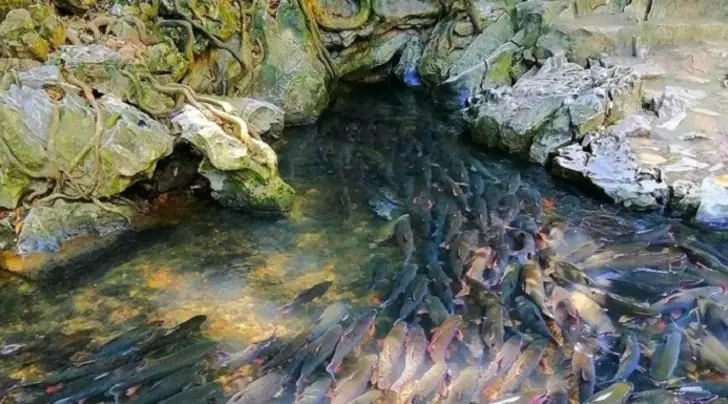 Suối cá thần Thanh Hóa – Bí ẩn hồ cá thiêng giữa núi rừng