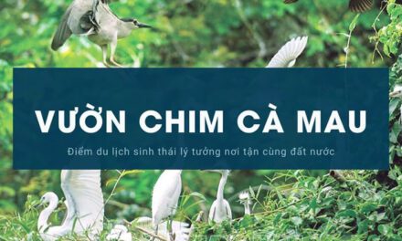 Vườn chim Cà Mau – Trải nghiệm hòa mình vào thiên nhiên hoang dã
