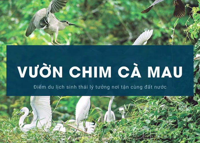 Vườn chim Cà Mau – Trải nghiệm hòa mình vào thiên nhiên hoang dã