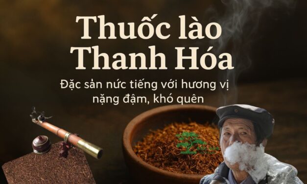 Thuốc lào Thanh Hóa đặc sản đậm chất xứ Thanh