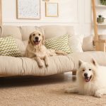 Phòng khách người nuôi thú cưng: 7 vật dụng cần dọn ngay