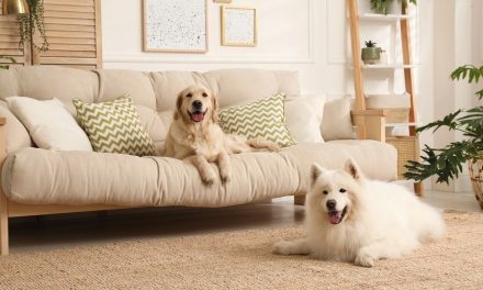 Phòng khách người nuôi thú cưng: 7 vật dụng cần dọn ngay