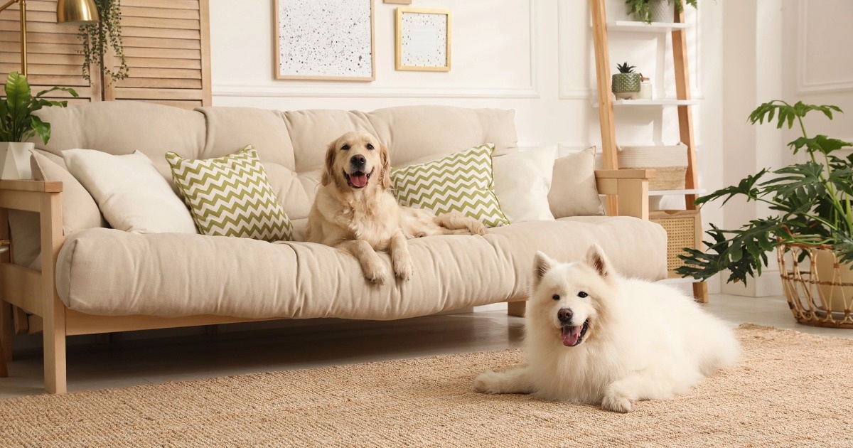 Phòng khách người nuôi thú cưng: 7 vật dụng cần dọn ngay