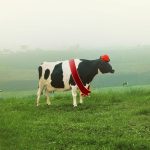 Hội thi Hoa hậu Bò sữa: Tôn vinh di sản Mộc Châu