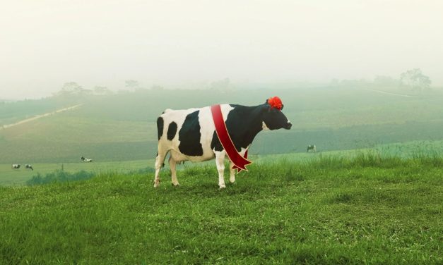 Hội thi Hoa hậu Bò sữa: Tôn vinh di sản Mộc Châu