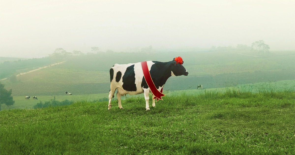 Hội thi Hoa hậu Bò sữa: Tôn vinh di sản Mộc Châu