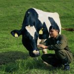 Mộc Châu Creamery: Vị ngon sữa di sản từ “nghệ nhân”