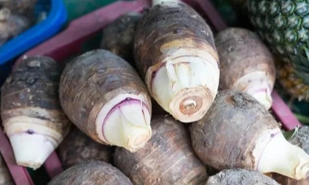 Củ người Việt nấu canh: Bí quyết trường thọ của người Nhật