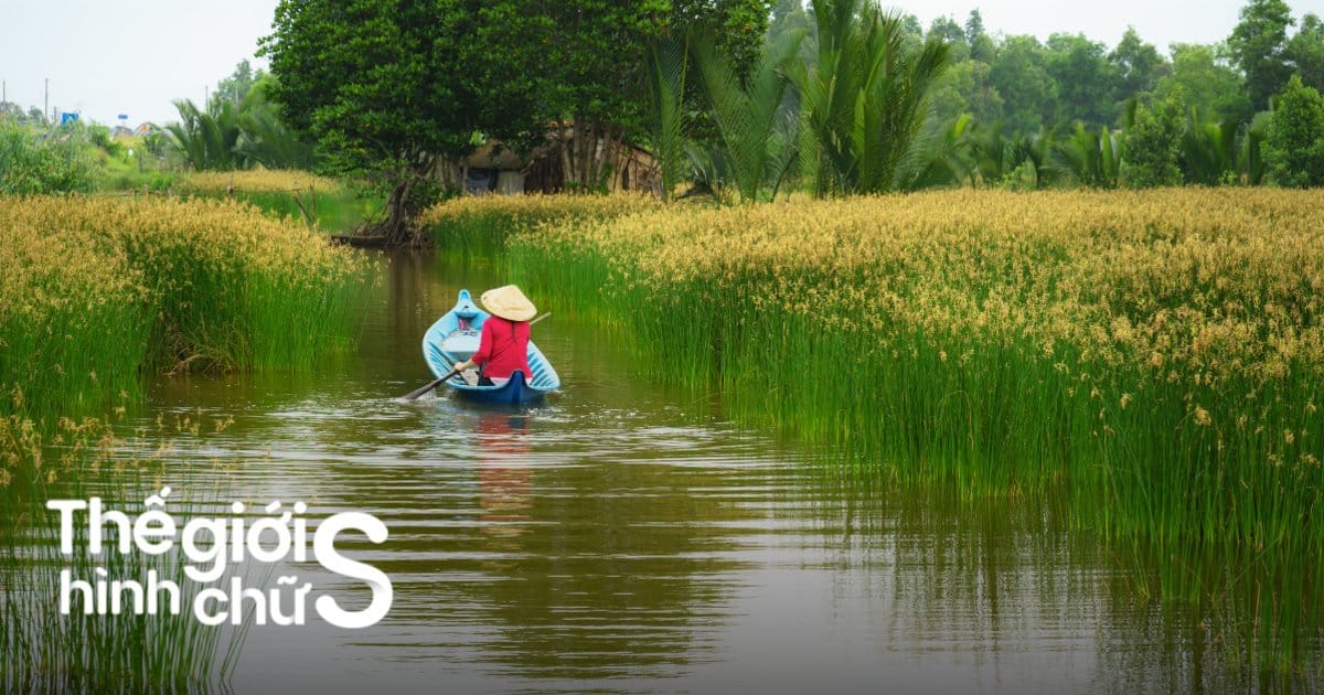 Tour Miền Tây 1 ngày từ Sài Gòn: Hướng dẫn đi tự túc trọn vẹn